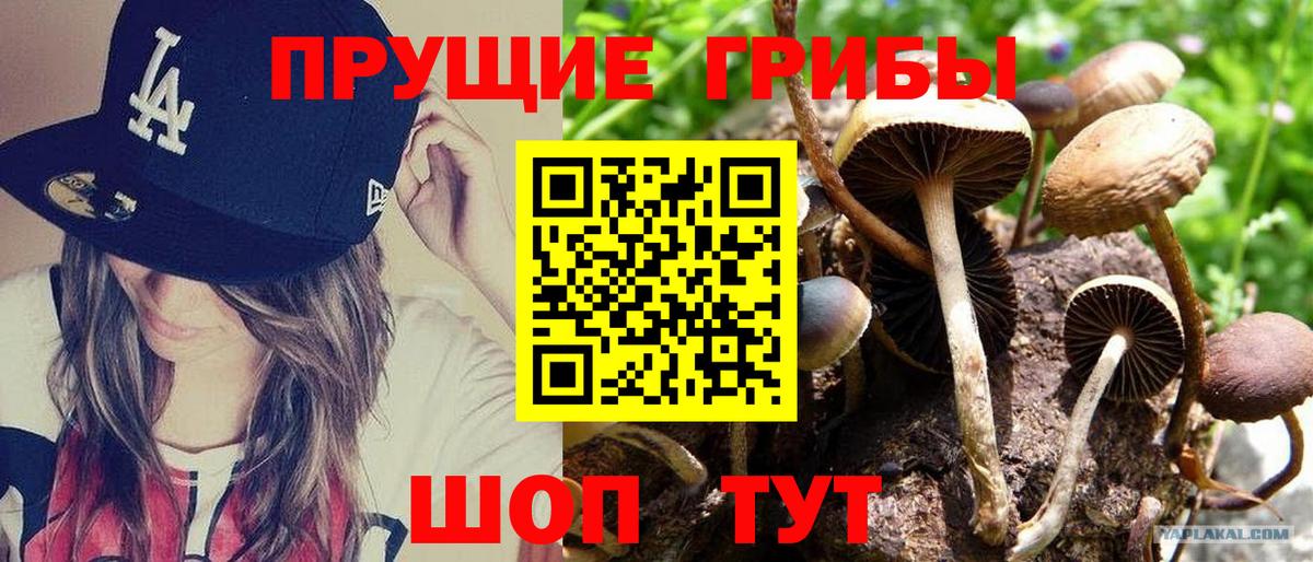Галлюциногенные грибы MAGIC MUSHROOMS  где продают   Шадринск  Вход с VPN 